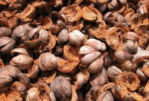 nuts-shells-ripe-wallpaper-previ